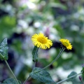 Flore sauvage (bois des rives d'Arcins)