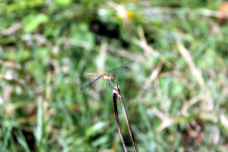 Libellule - rives-arcins-2014-0099.jpg rives-arcins-2014-0099.jpg