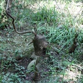 Sculpture de Michel Lecoeur (Rives d'arcins, Tartifume)