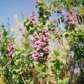 Lilas