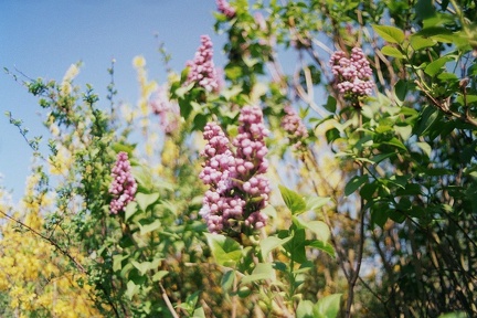 Lilas