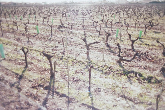 Vignoble du château Ségur