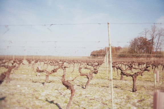 Vigne du château Ségur