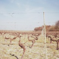 Vigne du château Ségur