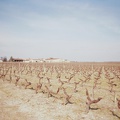 Vigne du château Ségur