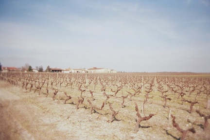 Vigne du château Ségur