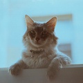 Brent le chat sur un rebord de fenêtre