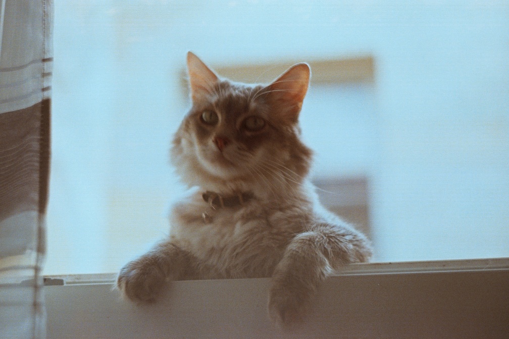 Brent le chat sur le rebord d'une fenêtre