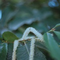 Fleur de chataignier (et sa fourmi)