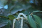 Fleur de chataignier (et sa fourmi)