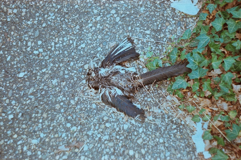 Nature vraiment morte - Photo12_9A.jpg Photo12_9A.jpg
