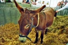 Ane, Foire de Bordeaux