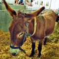 Ane, Foire de Bordeaux