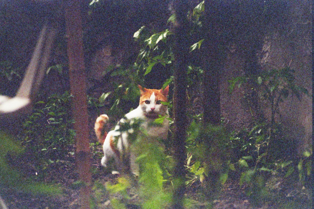 Calou le chat en posture délicate