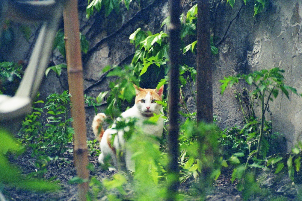 Calou le chat en posture délicate