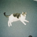 chipie-1996-03.JPG