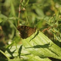 Papillon champêtre de Parempuyre