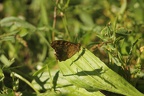 Papillon champêtre de Parempuyre