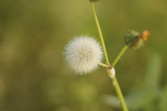 Fleur de pissenlit