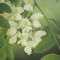 Fleur d'acacia