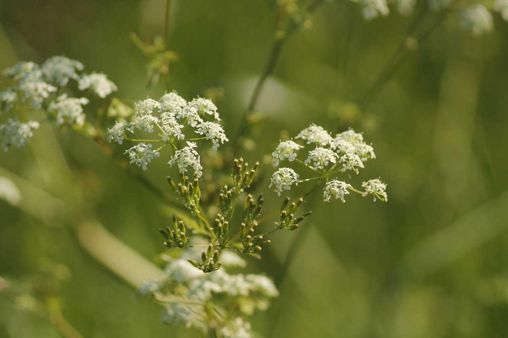 Week-end-parempuyre-mai-2014-22