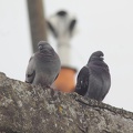 faune-sauvage-gironde-0001