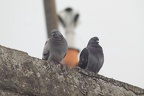 faune-sauvage-gironde-0001