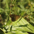 faune-sauvage-gironde-0002