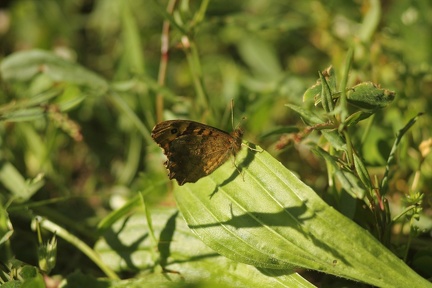 faune-sauvage-gironde-0002