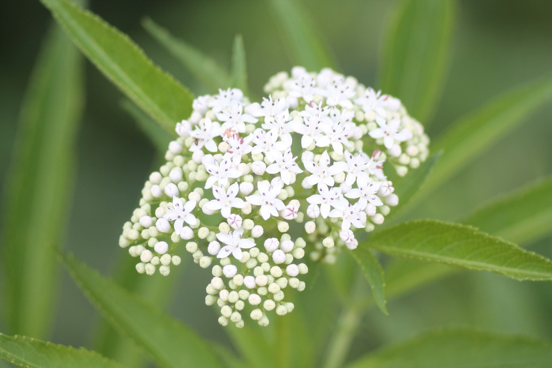 flore-sauvage-gironde-0001