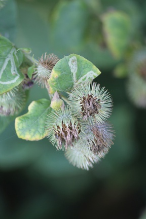 flore-sauvage-gironde-0002