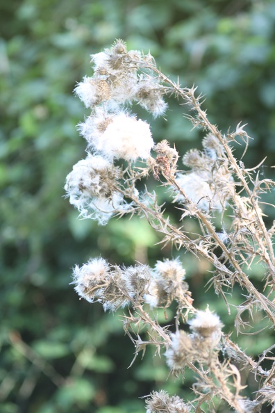 flore-sauvage-gironde-0003