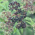 flore-sauvage-gironde-0005