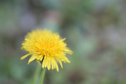 flore-sauvage-gironde-0006