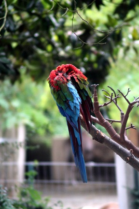 Ara de buffon, zoo de la Palmyre