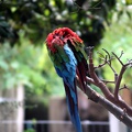 Ara de buffon, zoo de la Palmyre