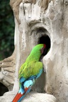 Ara de buffon, zoo de la Palmyre