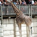 Girafe, zoo de la Palmyre