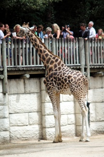 Girafe, zoo de la Palmyre