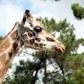 Girafe, zoo de la Palmyre