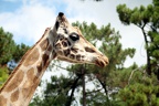 Girafe, zoo de la Palmyre