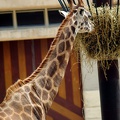 Girafe, zoo de la Palmyre