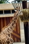 Girafe, zoo de la Palmyre