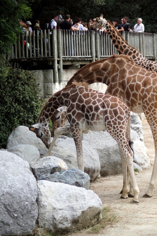 Girafes, zoo de la Palmyre