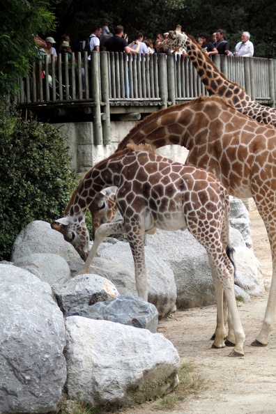 Girafes, zoo de la Palmyre - zoo-palmyre-2014-0009.jpg zoo-palmyre-2014-0009.jpg