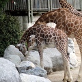 Girafes, zoo de la Palmyre