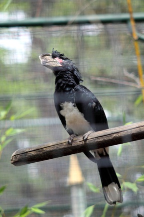 Calao trompette, zoo de la Palmyre