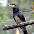 Calao trompette, zoo de la Palmyre