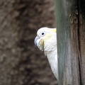 Cacatoès, zoo de la Palmyre