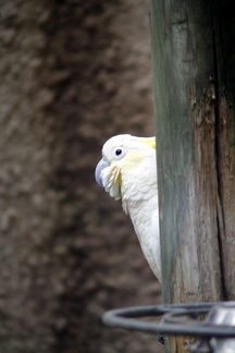 Cacatoès, zoo de la Palmyre